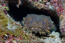 Large Eye Toadfish, (batrachoides gilberti ) D300, 105mm,... by Larry Polster 